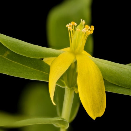 Tomomi★St ANDREWS★セントアンドリュース☆イエロー☆ St. Andrew's Cross (Hypericum hypericoides) | Native Plants of