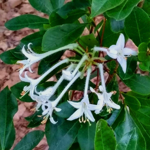 Hammocksweet Azalea (Rhododendron viscosum v. serrulatum) | Native Azaleas  of Georgia | Cottage Garden Natives | Cottage Garden Natives