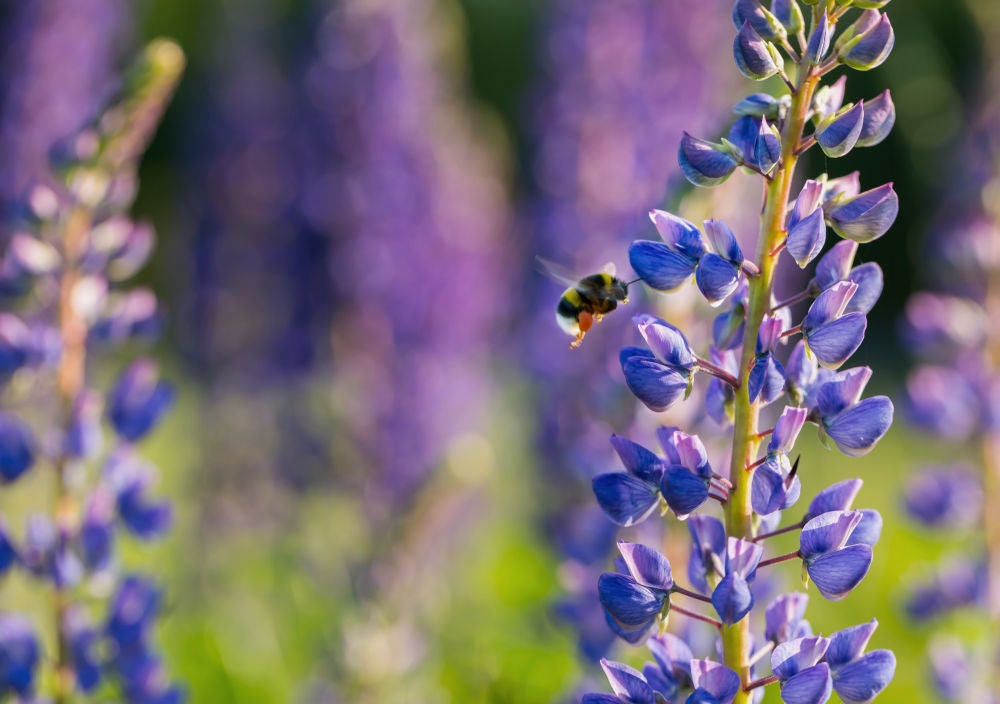 Wild Lupine (Lupinus perennis) | Native Plants of Georgia | Cottage Garden  Natives | Cottage Garden Natives