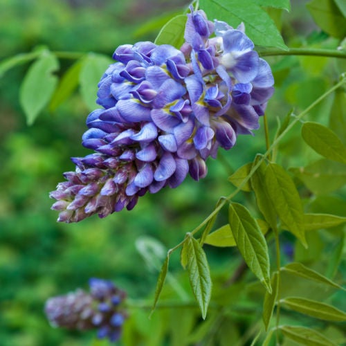 American Wisteria (Wisteria frutescens) | Native Plants of Georgia |  Cottage Garden Natives | Cottage Garden Natives