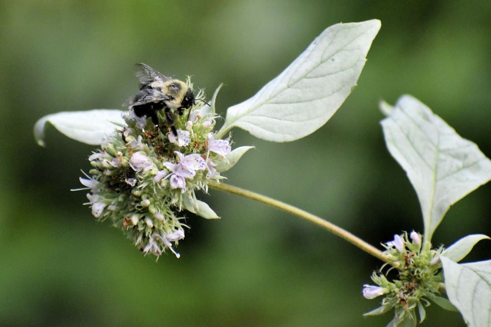Hoary Mountain Mint (Pycnanthemum incanum) | Native Plants of