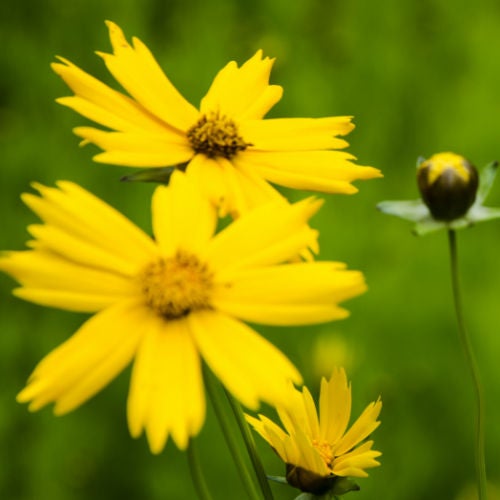 Native Perennials of Georgia | Atlanta, Georgia | Cottage Garden Natives