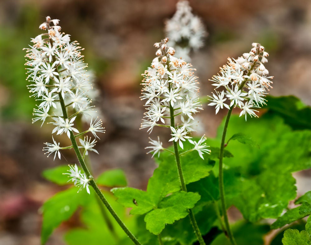 Heartleaf Foamflower (Tiarella cordifolia) | Native Plants of