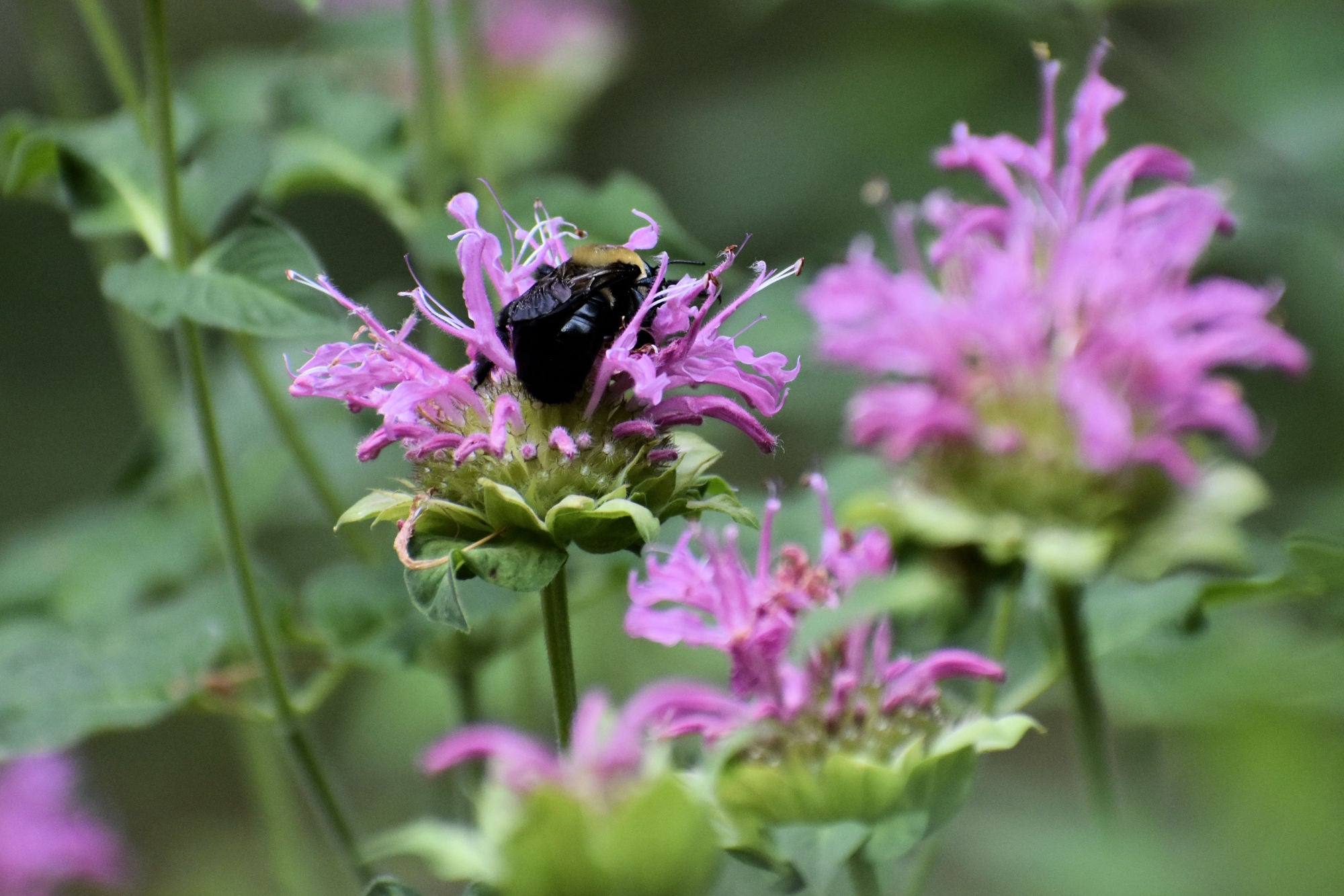 Wild Bergamot (Monarda fistulosa) | Native Plants of Georgia