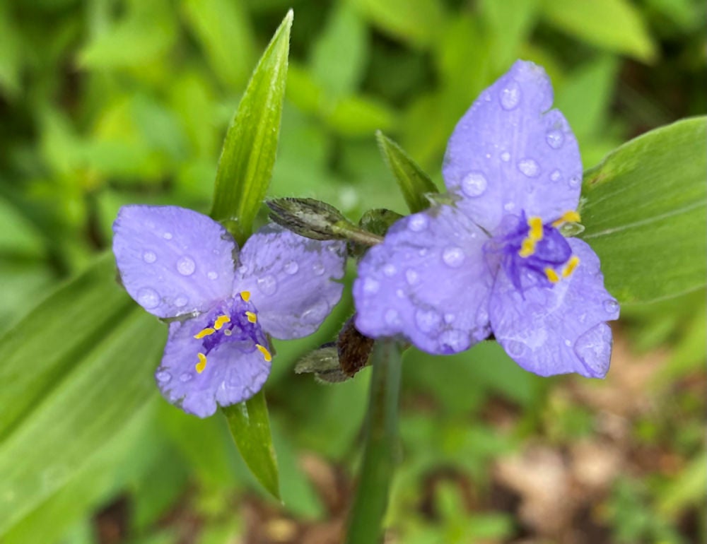 Virginia Spiderwort (Tradescantia virginiana) | Native Plants of