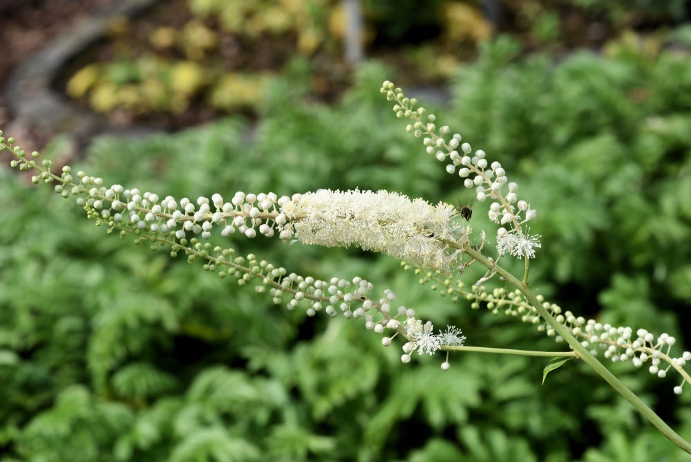 Black Cohosh (Actaea racemosa) | Native Plants of Georgia | Cottage Garden  Natives | Cottage Garden Natives