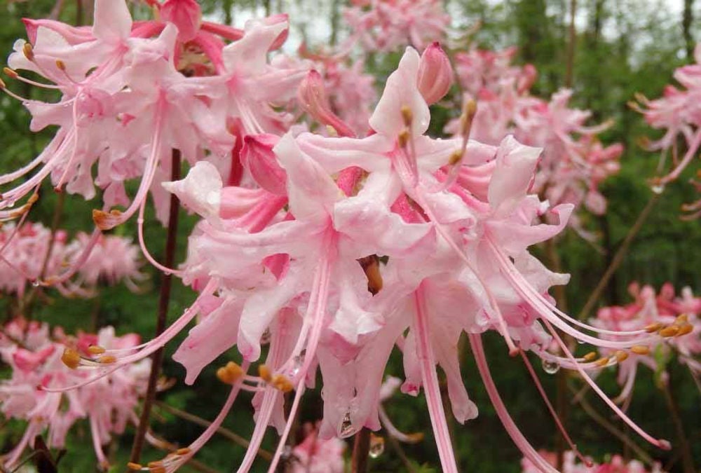 Piedmont Azalea (Rhododendron canescens) | Native Azaleas of Georgia |  Cottage Garden Natives | Cottage Garden Natives