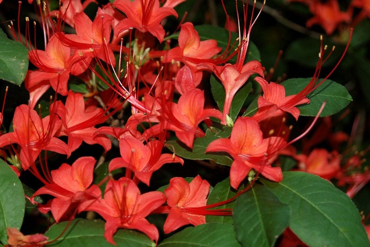Plumleaf Azalea (Rhododendron prunifolium) | Native Azaleas of Georgia |  Cottage Garden Natives | Cottage Garden Natives