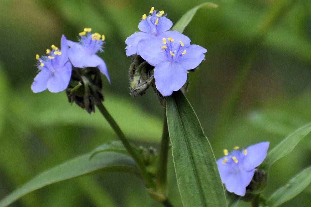 Virginia Spiderwort (Tradescantia virginiana) | Native Plants of Georgia |  Cottage Garden Natives | Cottage Garden Natives