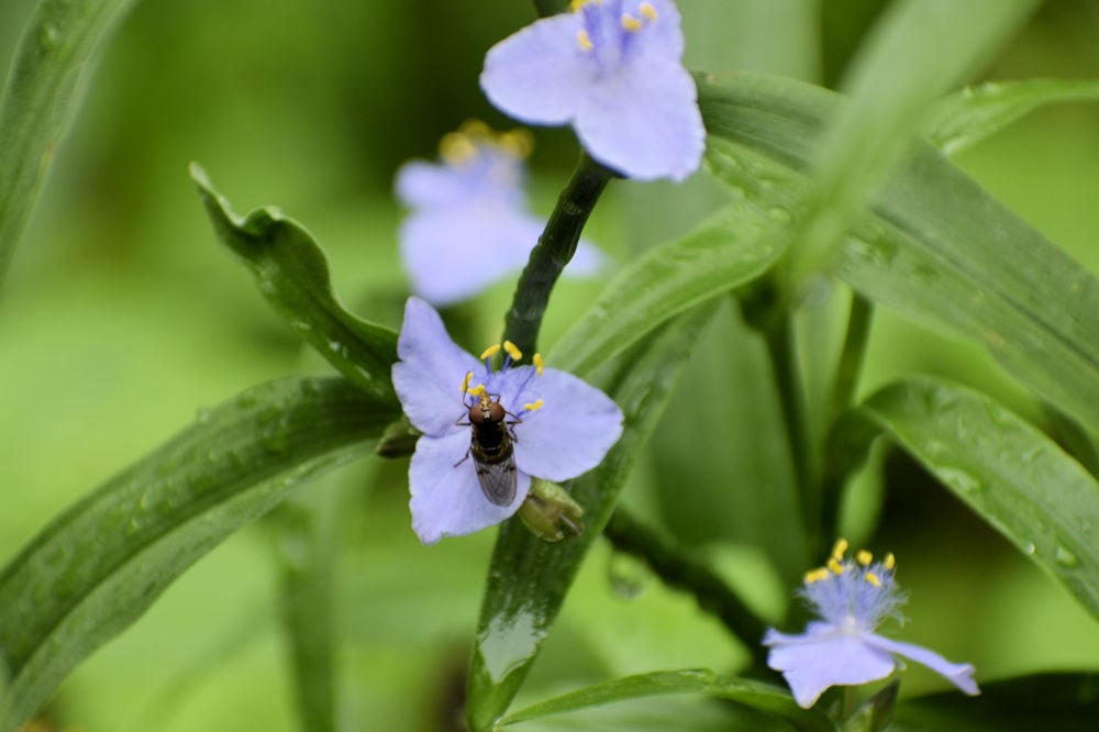 Virginia Spiderwort (Tradescantia virginiana) | Native Plants of Virginia Spiderwort (Tradescantia virginiana) | Native Plants of
