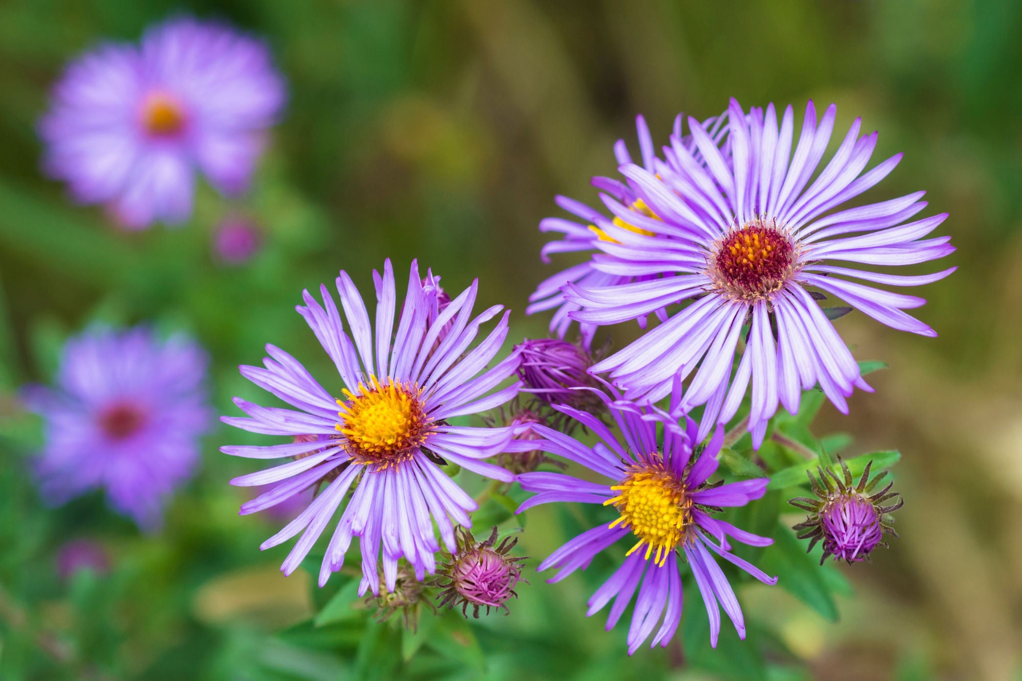 Purple New England aster flowers with orange-yellow centers attracting pollinators