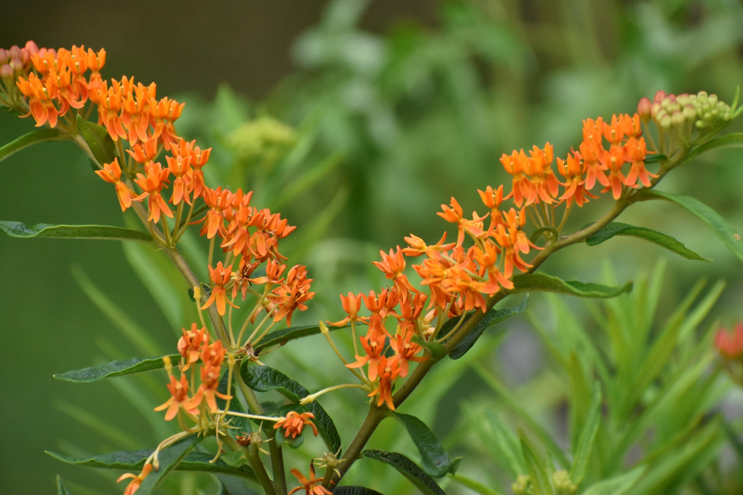 Butterfly Weed (Asclepias tuberosa) | Native Plants of Georgia | Cottage  Garden Natives | Cottage Garden Natives, image size:2400x1600