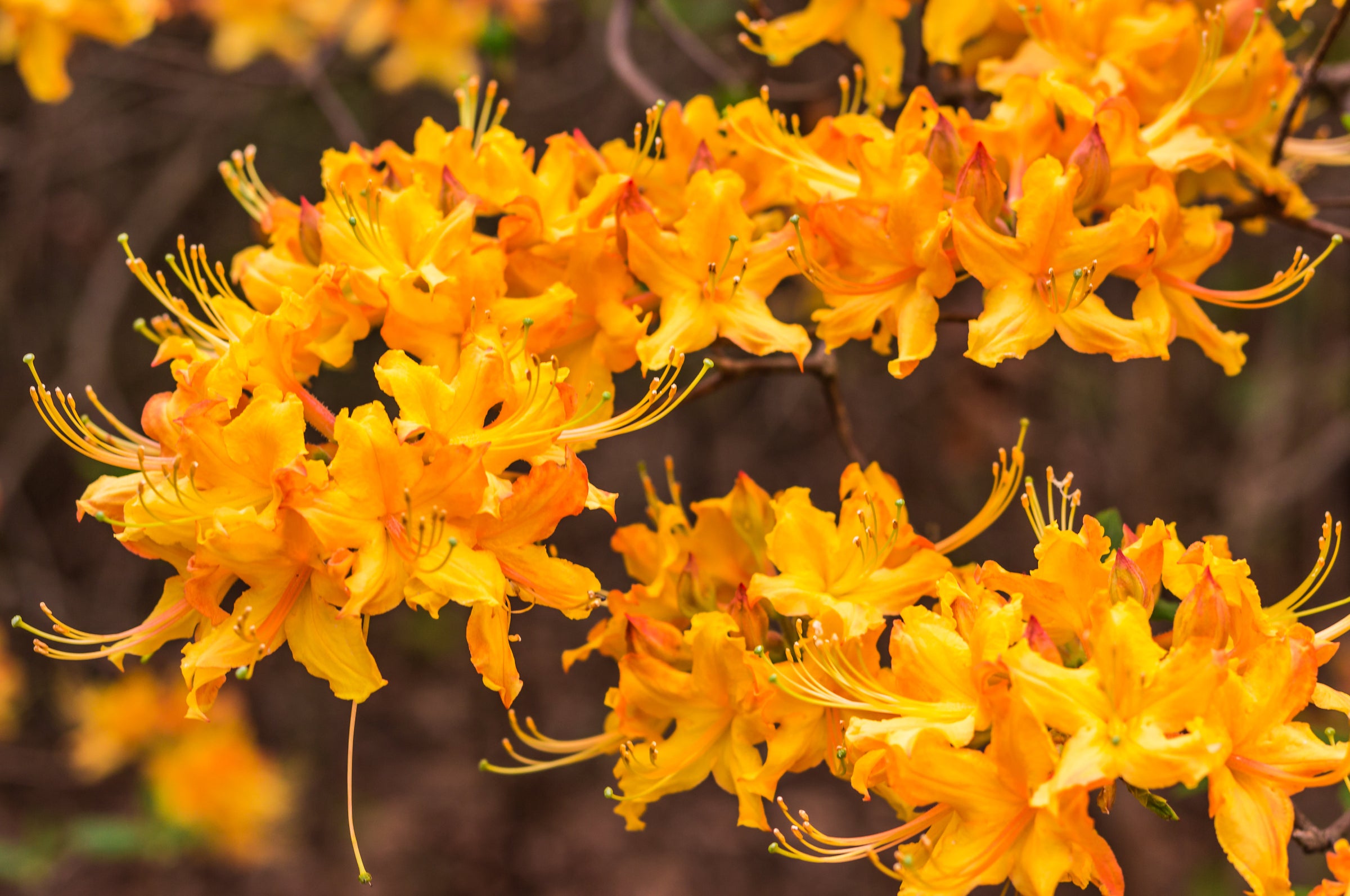 Florida Flame Azalea (Rhododendron austrinum) | Native Azaleas of