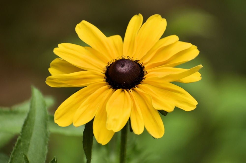 Black-eyed Susan (Rudbeckia hirta) | Native Plants of Georgia | Cottage  Garden Natives | Cottage Garden Natives