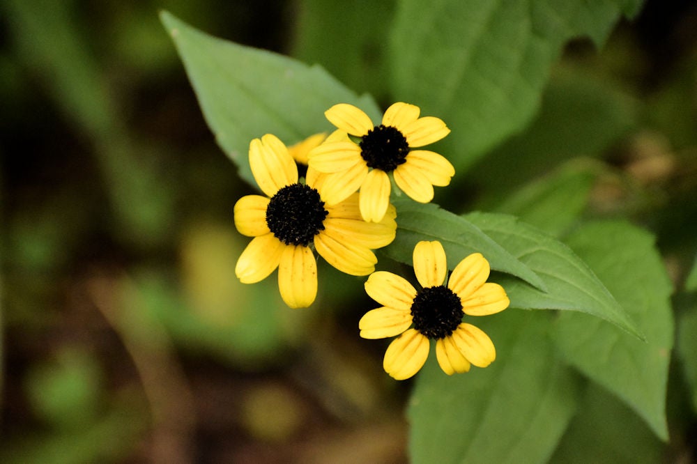 Brown-eyed Susan (Rudbeckia triloba) | Native Plants of Georgia | Cottage  Garden Natives | Cottage Garden Natives