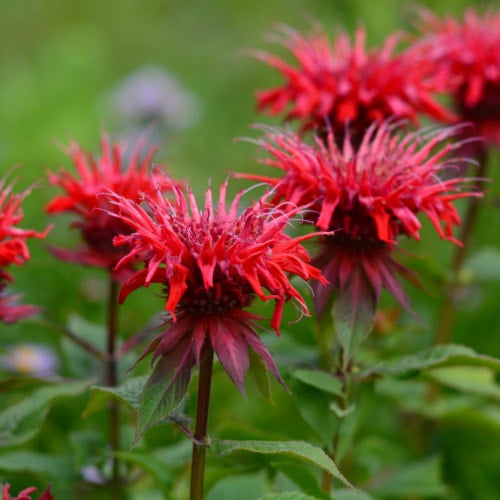 Scarlet Bee Balm (Monarda didyma) | Native Plants of Georgia | Cottage ...