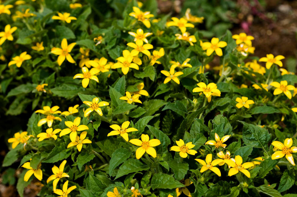 Virginia Green and Gold (Chrysogonum virginianum) | Native Plants of  Georgia | Cottage Garden Natives | Cottage Garden Natives