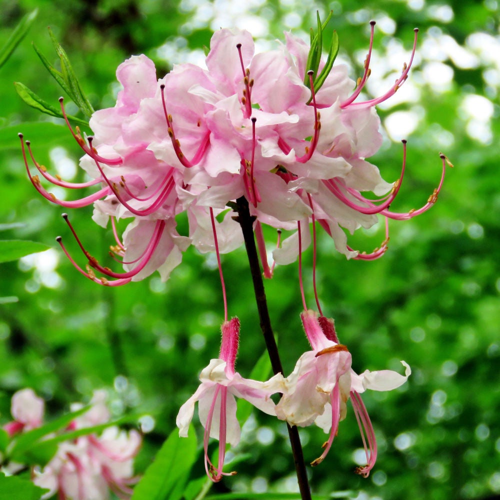 イワタデンキ　ピンク Pinxterbloom Azalea (Rhododendron periclymenoides) | Native