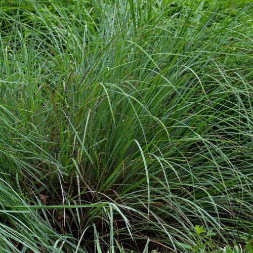 Native Grasses & Sedges of Georgia | Cottage Garden Natives