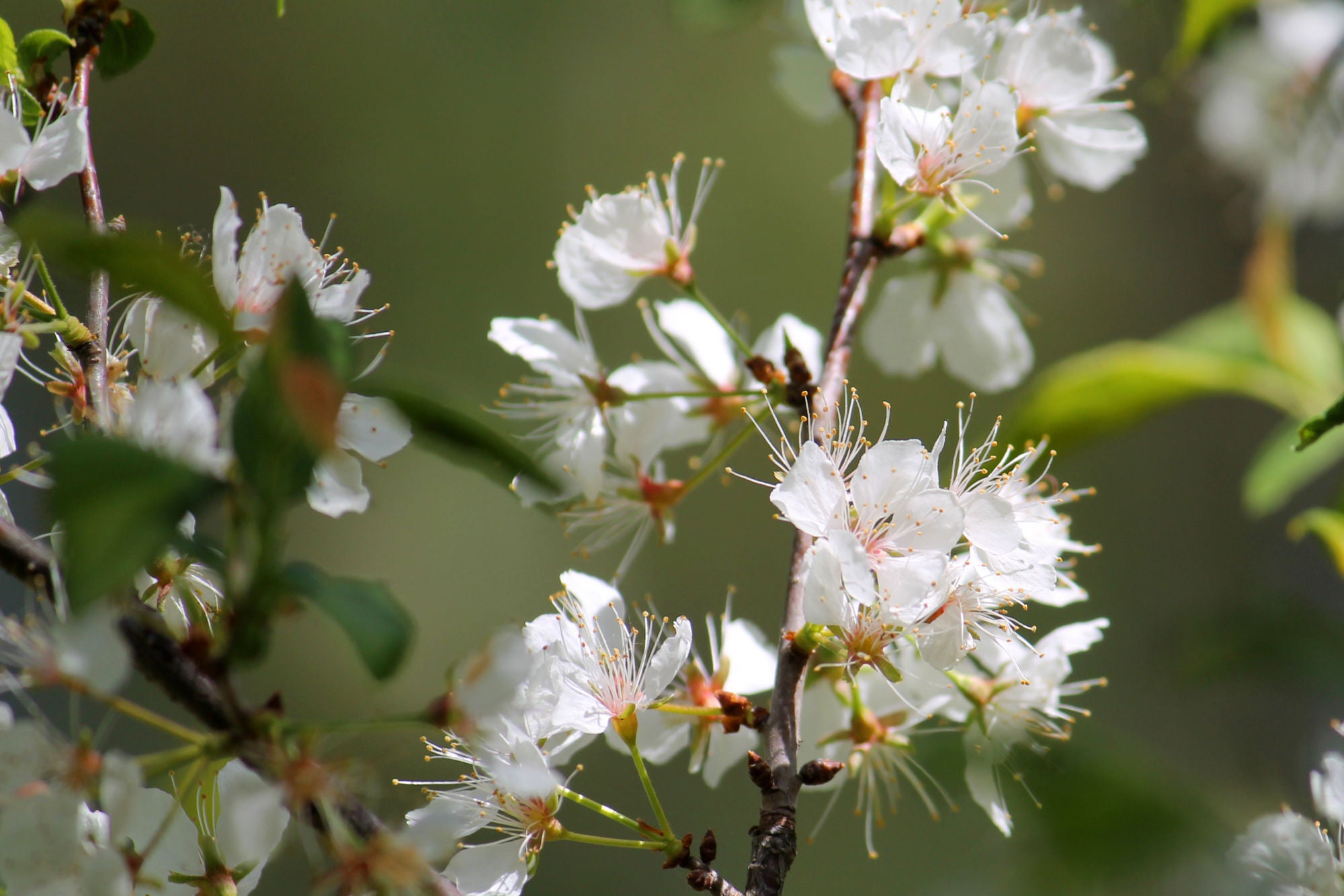 Chickasaw Plum Prunus Angustifolia Native Fruit Trees Of Georgia