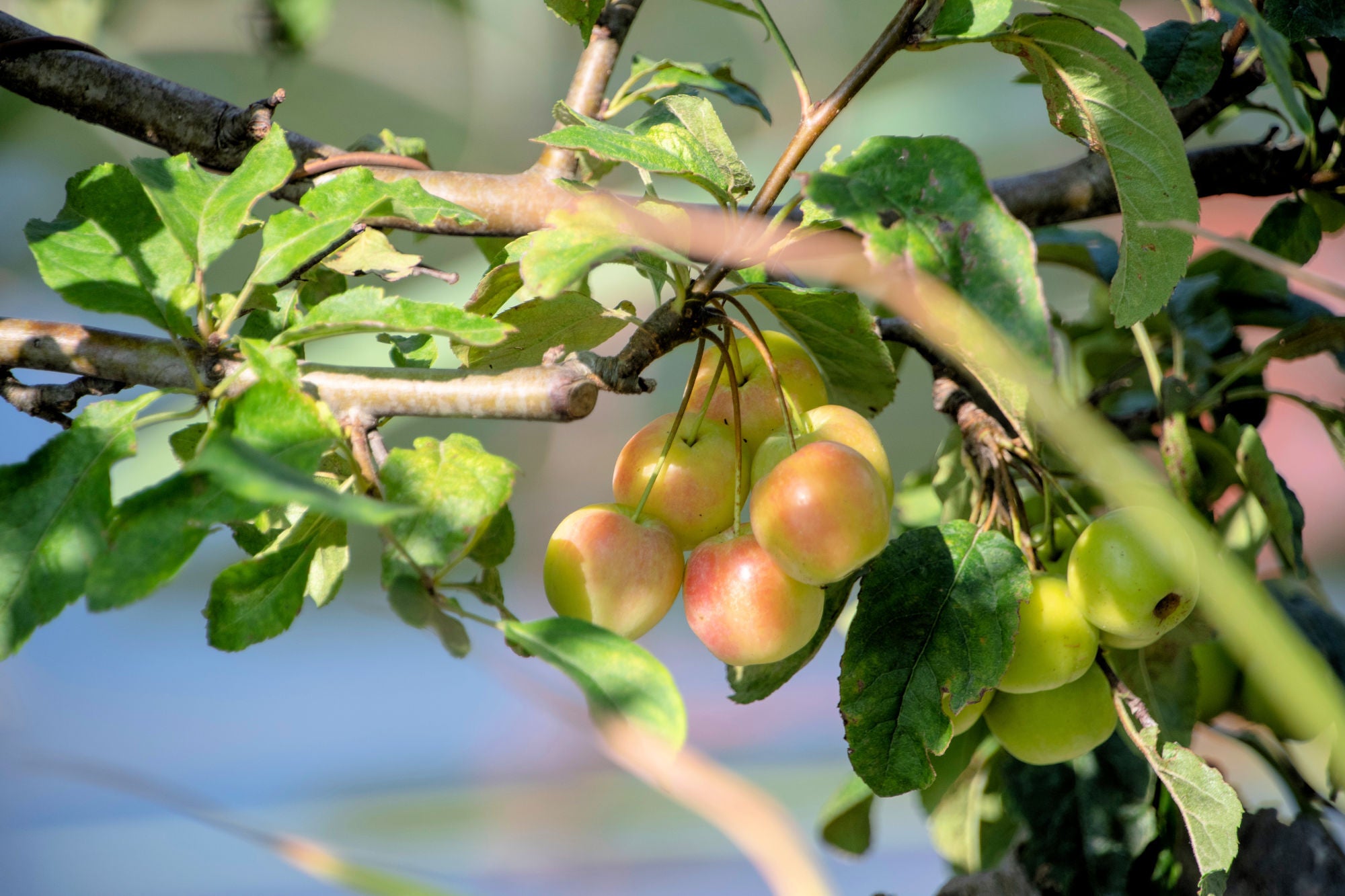 southern-crabapple-malus-angustifolia-native-trees-of-georgia