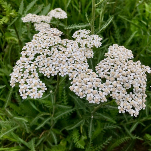 White Yarrow (Achillea millefolium) | Native Plants of Georgia ...