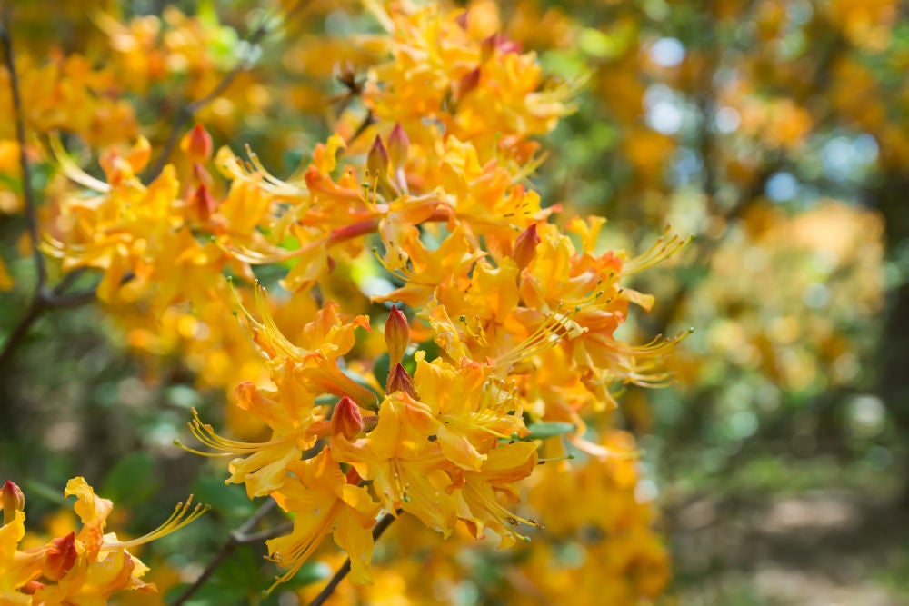 Florida Flame Azalea (Rhododendron austrinum) Native Azaleas of