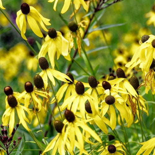 Gray-headed Coneflower (Ratibida pinnata) | Native Plants of Georgia ...