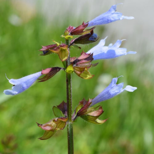 Lyre-leaved Sage (Salvia lyrata) | Cottage Garden Natives