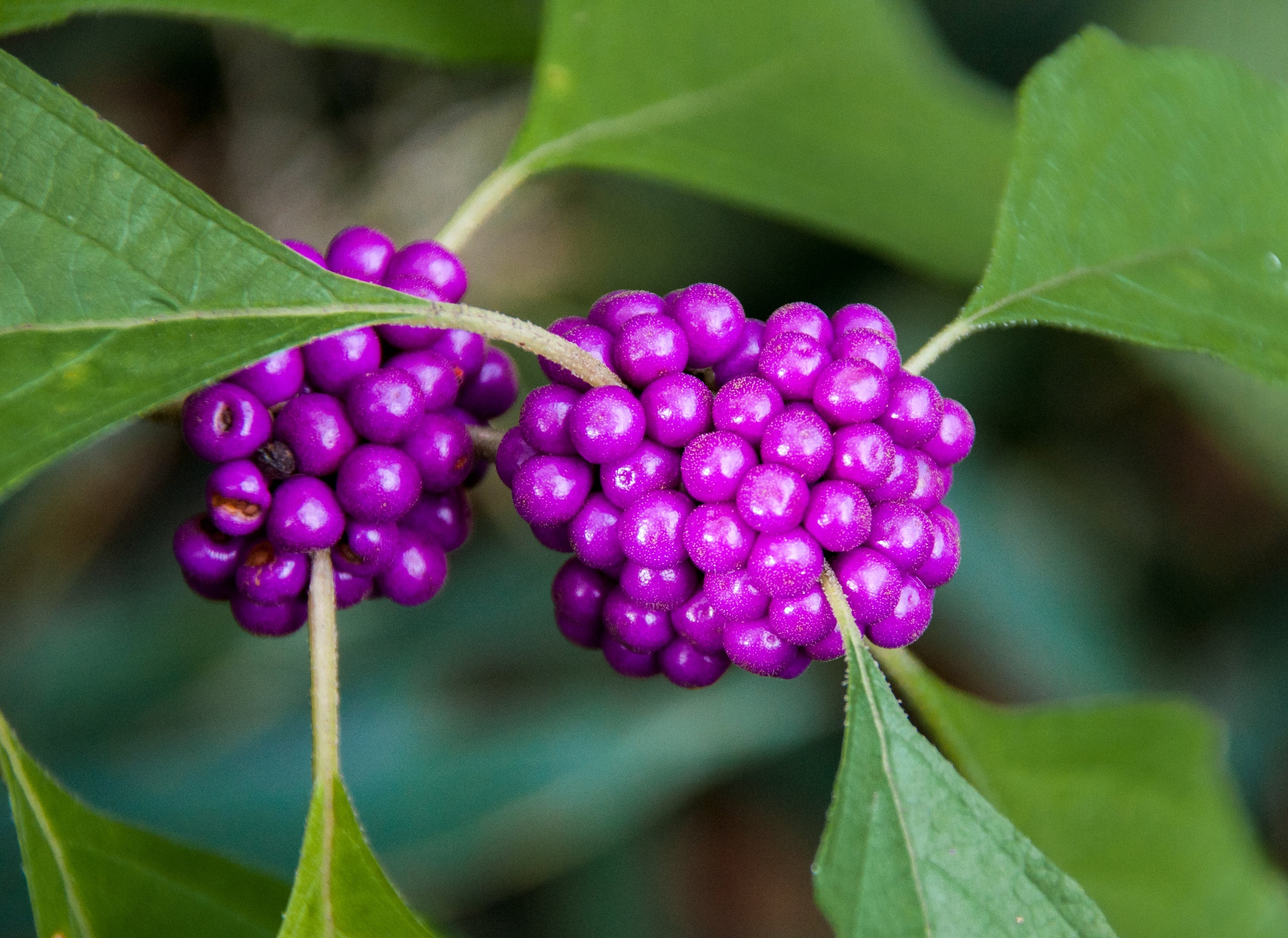 american-beautyberry-callicarpa-americana-native-shrubs-of-georgia