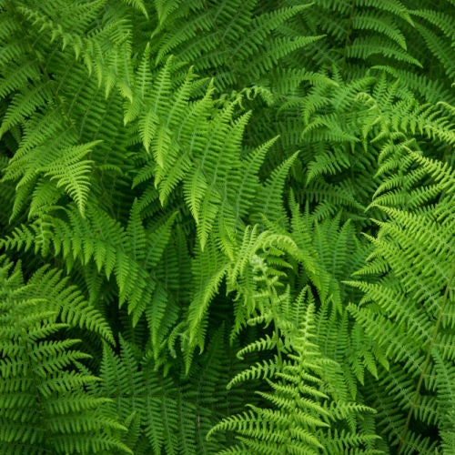 Hay Scented Fern (Dennstaedtia punctilobula) | Native Ferns of Georgia ...