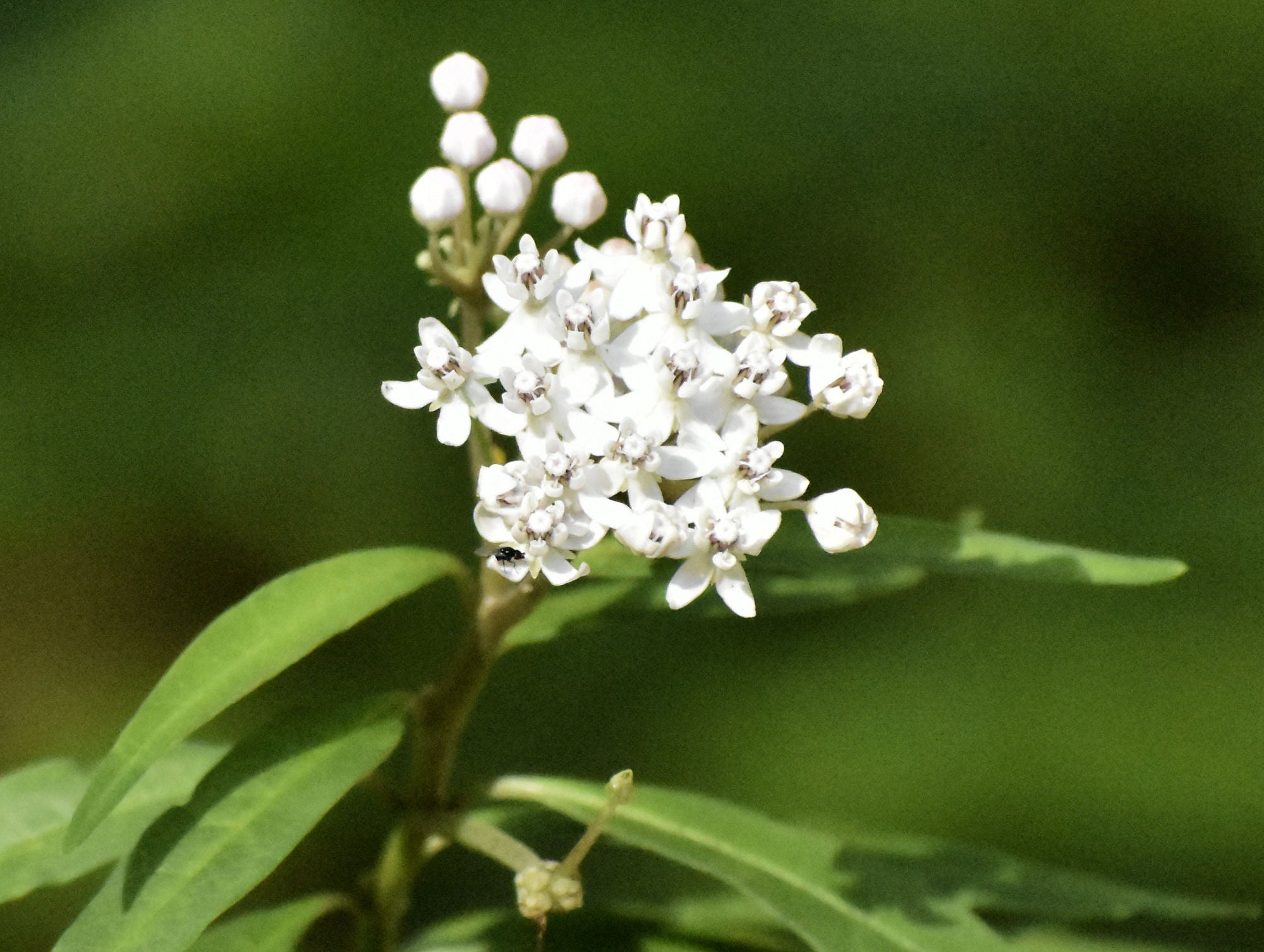 Aquatic Milkweed (Asclepias perennis) Native Plants of