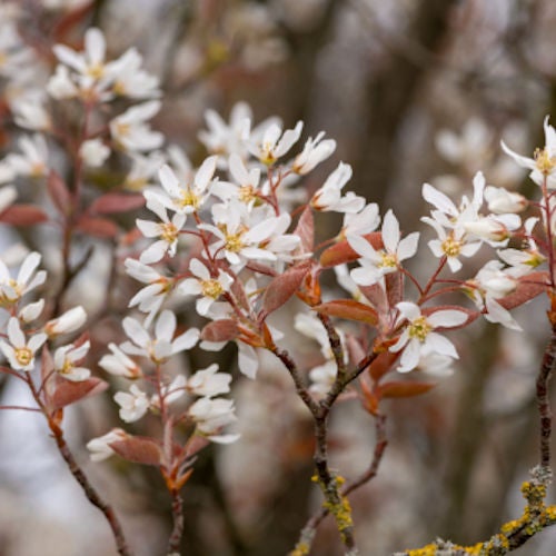 Allegheny Serviceberry (Amelanchier laevis) | Cottage Garden Natives