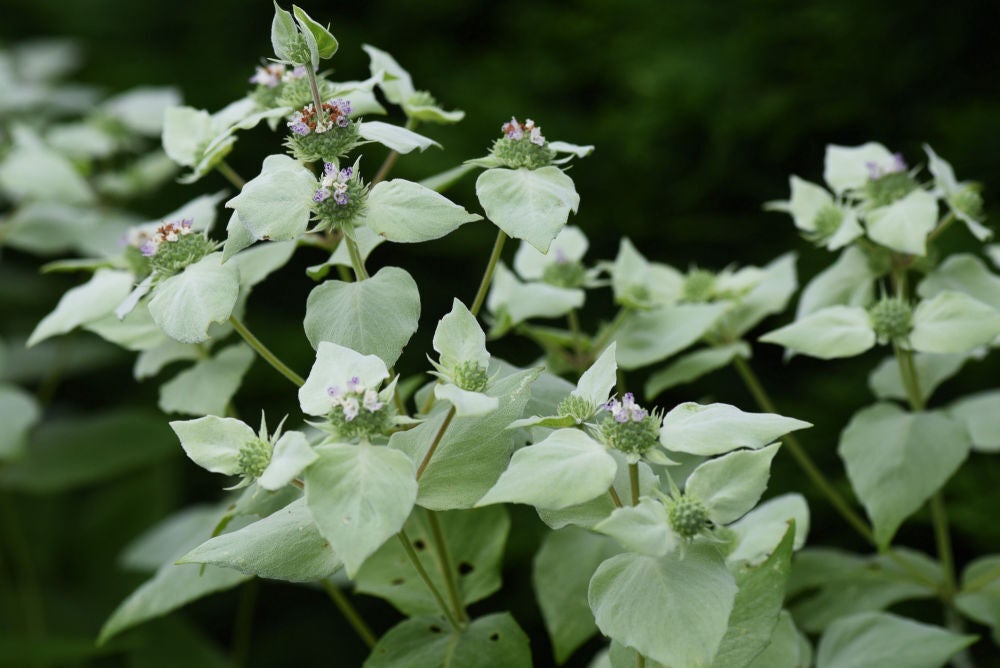 Clustered Mountain Mint (Pycnanthemum Muticum) | Native Perennials Of ...