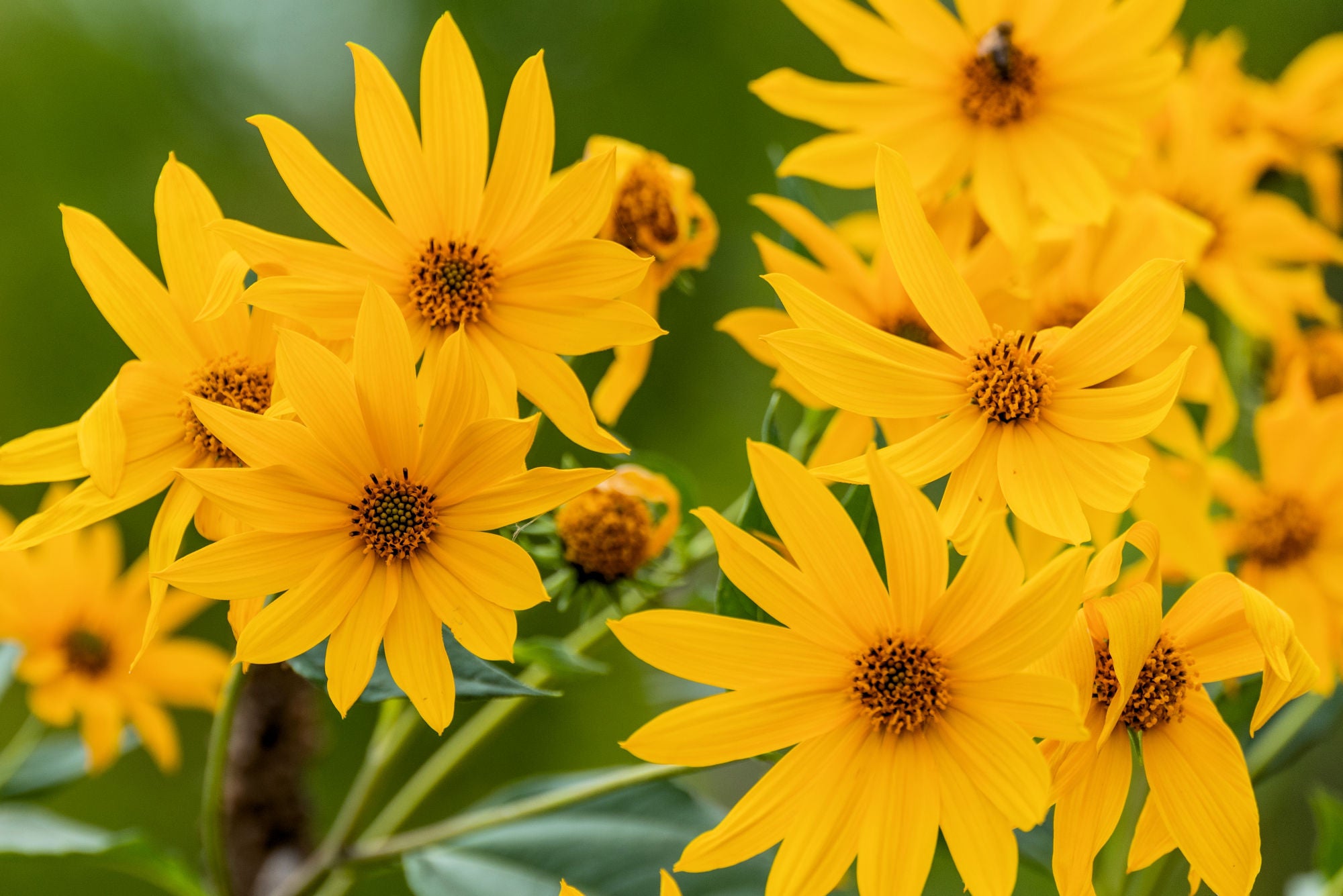 sawtooth-sunflower-helianthus-grosseserratus-native-perennials-of
