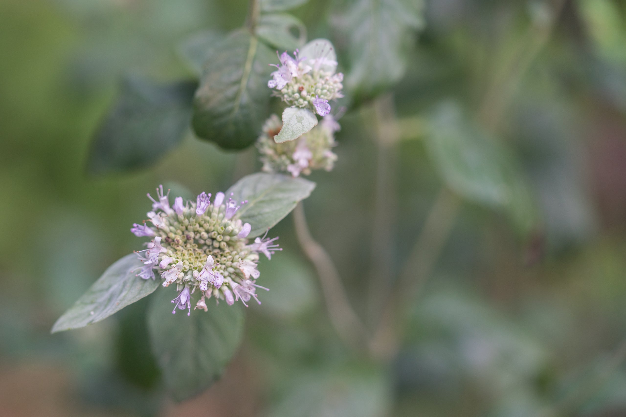 Hoary Mountain Mint (Pycnanthemum incanum) | Native Plants of Georgia ...