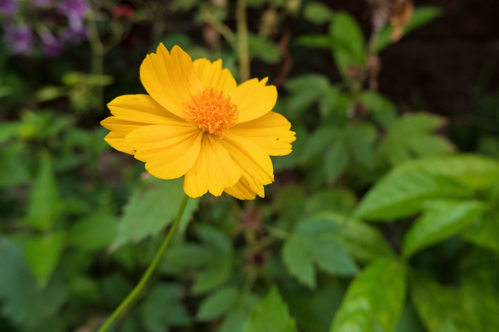 Mouse-eared Coreopsis 'Nana' (Coreopsis auriculata 'Nana') | Native ...