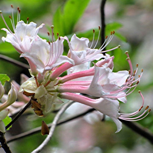 Red Hills Azalea (Rhododendron colemanii) Native Azaleas of
