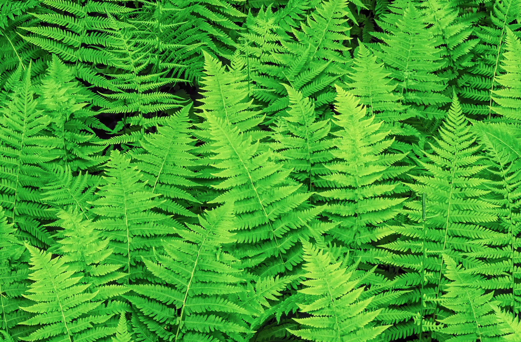 New York Fern (Thelypteris noveboracensis) | Native Ferns of Georgia ...