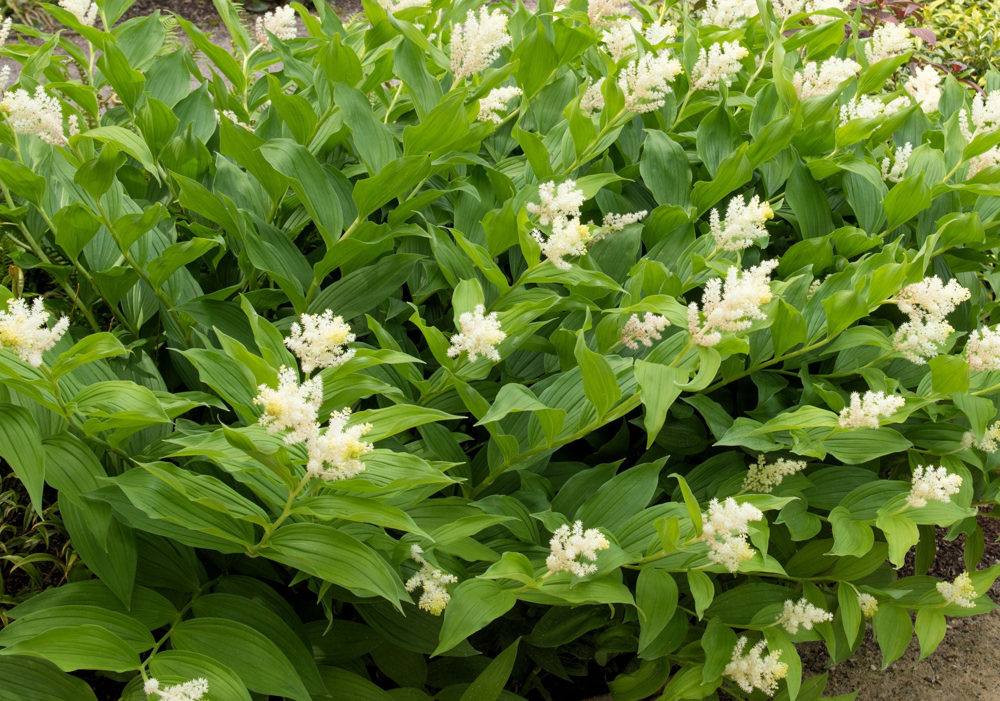 false-solomon-s-seal-maianthemum-racemosum-native-shade-perennials
