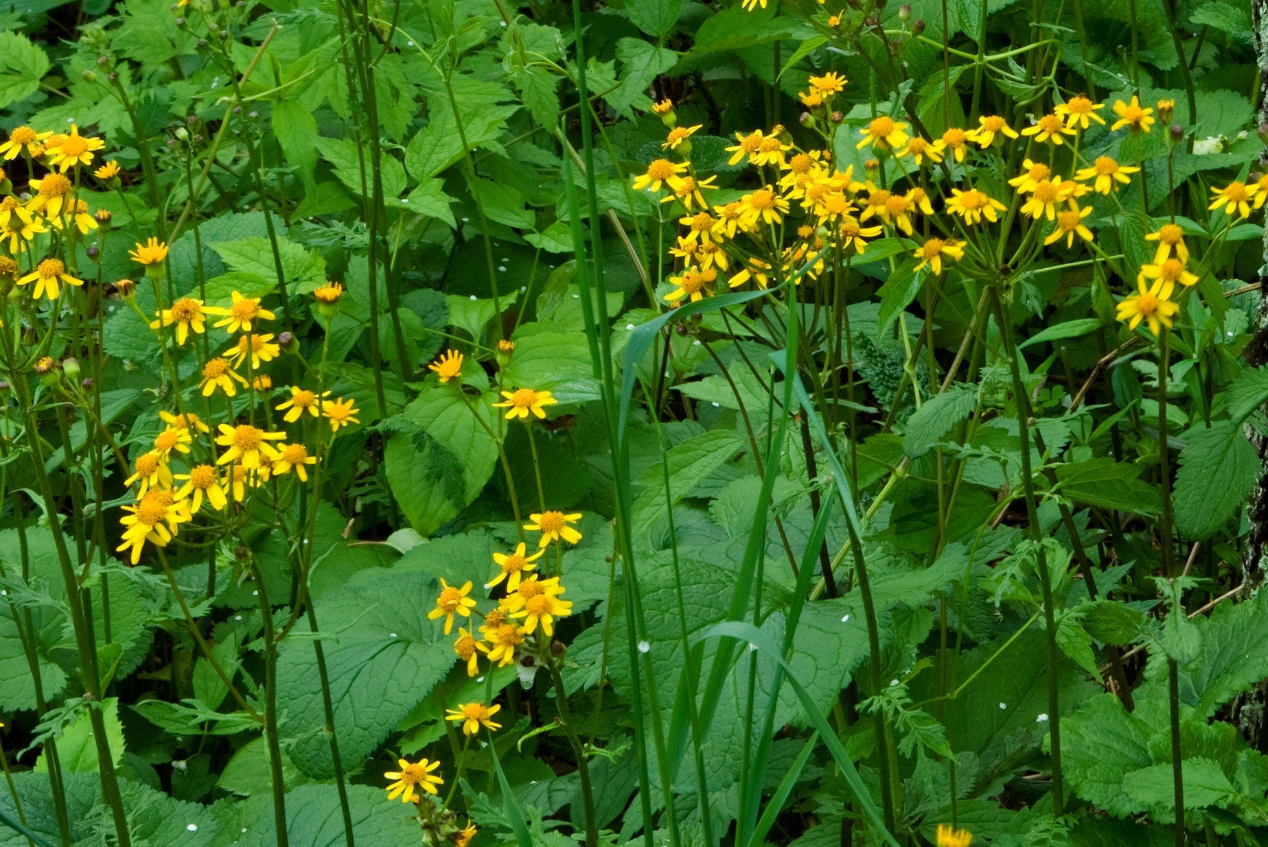 golden-ragwort-packera-aurea-native-plants-of-georgia-cottage
