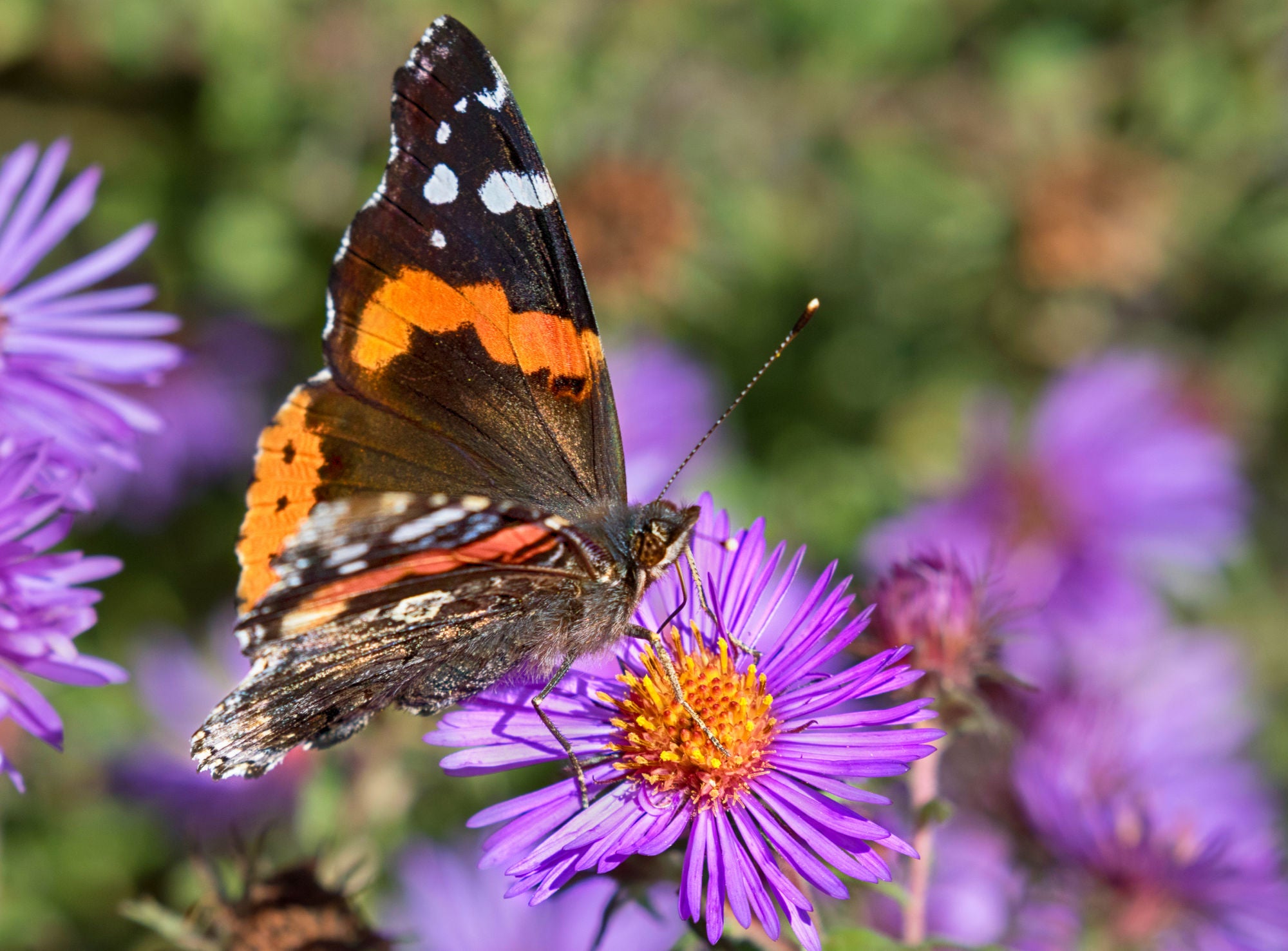 New England Aster Symphyotrichum Novae angliae Native Plants Of new-england-aster-symphyotrichum-novae-angliae-native-plants-of